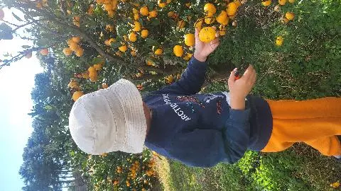감귤박물관 감귤따기 체험