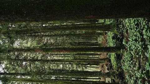 제주절물자연휴양림