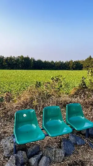 비자림로(드라이브코스)