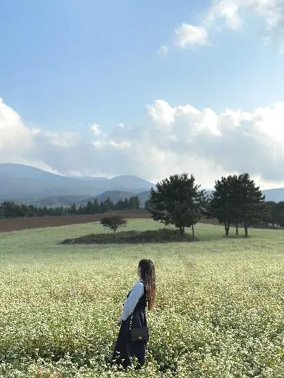 오라동 청보리-메밀꽃밭