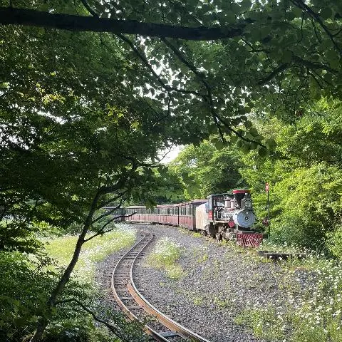 코로나로 발이 묶여 수학여행을 가지 못하던 때가 지금은 과거가 되었다. 코로나 규제가 완화되면서 우리 학년을 시작으로 수학여행의 길이 다시 열렸다. 못 갈 수도 있던 수학여행을 갈 수 있다는 소식을 듣고 마냥 기뻐했던 기억이 아직도 생생하다. 학창 시절 마지막 수학여행의 목적지는 제주도였다. 흔히 말하는 촌 동네에 사는 나는 비행기 타는 것이 처음이었다. 첫 비행기를 친구들과 탄다는 설렘과 여행이 주는 기대감에 중간고사조차 눈에 들어오지 않았다. 난생 처음 캐리어를 끌고 공항에 갔다. 비행기 이륙 전 그 비행기의 진동은 마치 심장 박동 같았고 마음이 벅차올랐다. 제주도에 도착하자마자 에코랜드 테마파크를 갔다. 기차를 타고 가며 말이 뛰어다니는 걸 보고, 드넓은 초원 꽃 속에 들어가 사진도 찍고, 생전 처음 보는 꽃을 보고 반가워했다. 날씨는 더웠고 목은 엄청 말랐다. 하지만 자연이 주는 편안함과 여행이 주는 기대감과 설렘으로 예쁘다는 기억으로 남았다. 언젠가는 빛이 바랜다고 해도 이 기억이 가능한 오랜 시간 푸르게 남아줬으면 좋겠다. 성인이 되어 여러모로 지치고 힘들 때 이 풍경을 다시 찾으러 가고싶다. 마냥 어렸고 설렜던 푸르던 그 때로