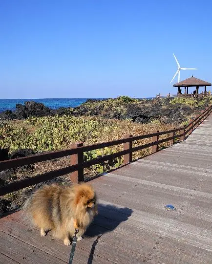 월령선인장군락지