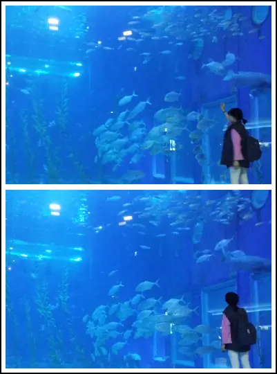 아쿠아플라넷 제주