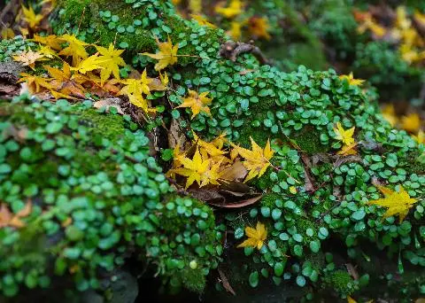 제주곶자왈도립공원 리뷰사진3