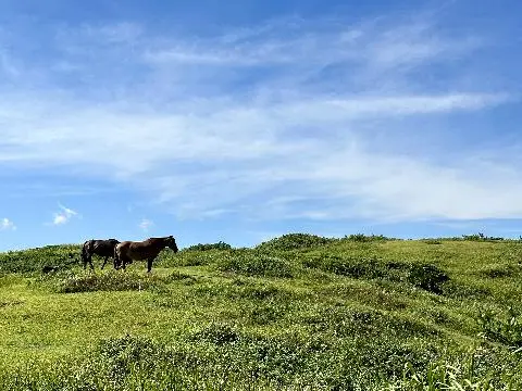 섭지코지 리뷰사진5