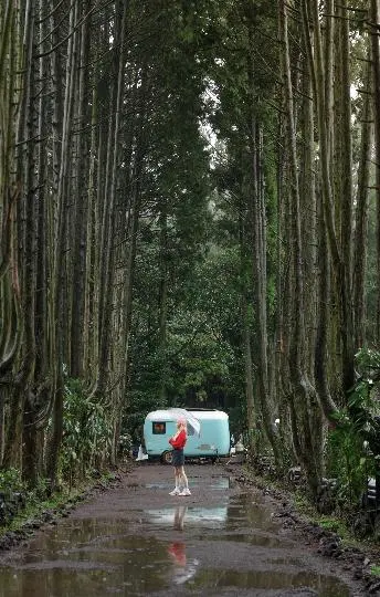 안돌오름 특유의 향기가 너무 그리워서 찾았습니다.
저는 개인적으로 안돌오름이나 사려니숲은 비가 온 날 가는걸 좋아해요.
나무향과 흙내음이 너무나도 좋거든요.