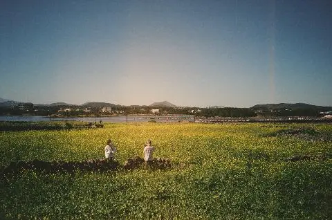 성산 유채꽃재배단지