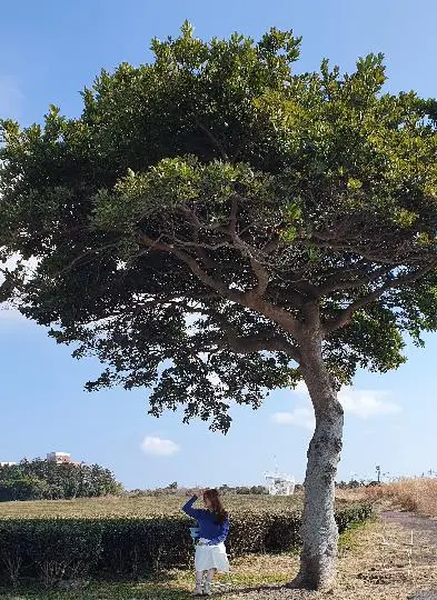 오설록티뮤지엄