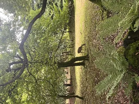 절물오름(큰대나)