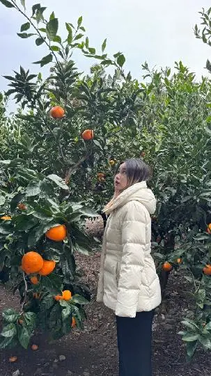 감귤밭 체험 (영문)