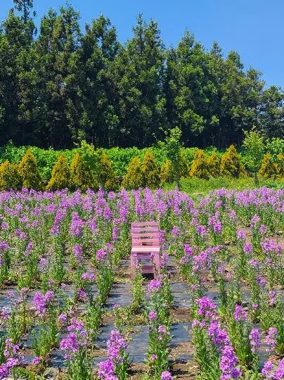 '바람이 부는 밭' 이라는 뜻의 제주 방언.
밭이라는 명칭처럼 청보리,메밀 등 밭작물과 함께 튤립.유채꽃.수국.라벤더 등 아름다운 꽃도 만날 수 있고, 농장내부에 예쁜 카페까지 즐길 수 있기에 ㅡ
사계절의 아름다운 제주 중에서도 저는 제주의 봄을 제일 좋아합니다. 특히 함께 하는 소중한 친구들이 있어서 더 아름다울 수 있었는 제주도! 내년 봄이되면, 다시 한번 가보고 싶습니다.
