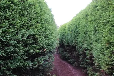 제주다원 녹차미로공원