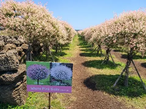 보롬왓 리뷰사진3