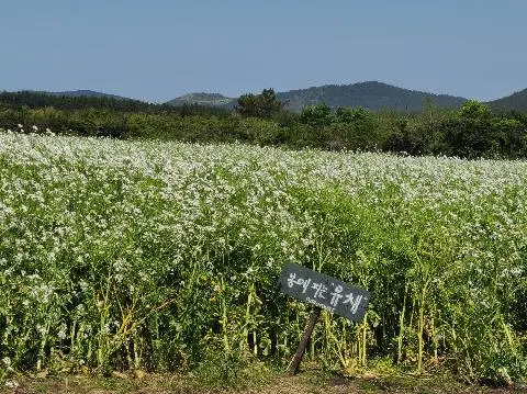 보롬왓 리뷰사진2
