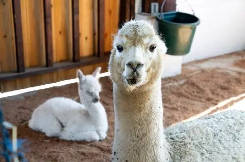 サリョニファーム 대표이미지