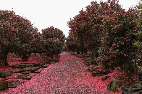 Gasirim 대표이미지