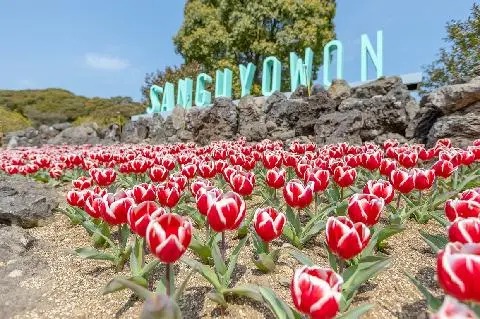 상효수목원 튤립축제 대표이미지