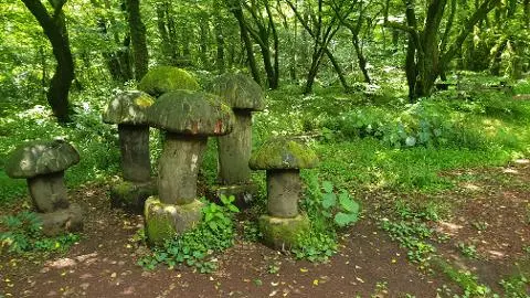 에코 힐링의 공간 <사려니 숲과 비자림>