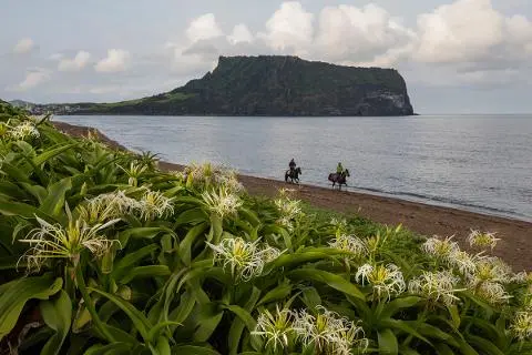 제주의 4계절의 풍광을 담고 싶어서 성산포에서 3개월 거주하면서 제주의아름다움을 사진으로 담았고 주기적으로 방문해서 계속 사진을 담고 있으며 앞으로도 제주살이를 하면서 지속적으로 사진을 담아  아름다운 제주의 자연을 담고싶습니다.