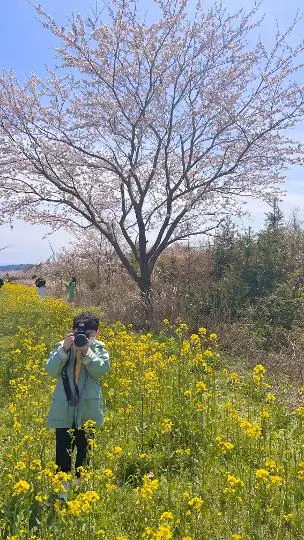 녹산로유채꽃길