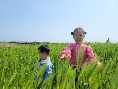 가파도청보리축제 리뷰사진5