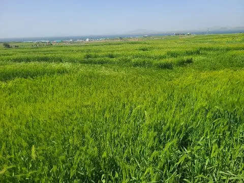 청보리가 무르익어 갈 때면 <가파도 올레길 10-1코스> 