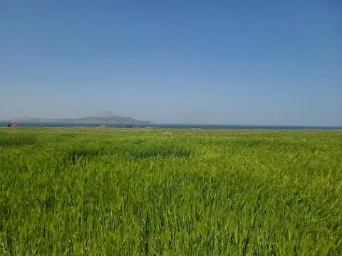 청보리가 무르익어 갈 때면 <가파도 올레길 10-1코스> 