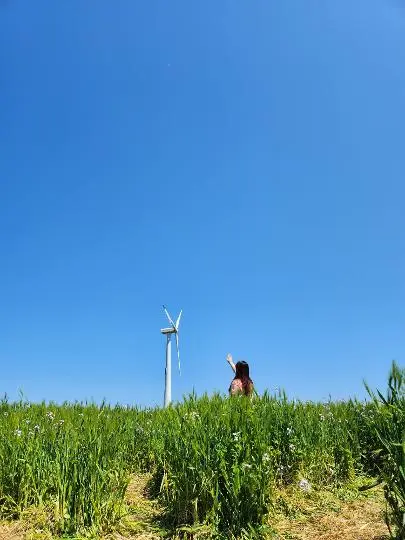 청보리가 무르익어 갈 때면 <가파도 올레길 10-1코스> 