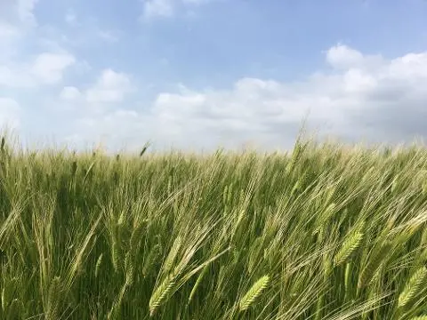 청보리가 무르익어 갈 때면 <가파도 올레길 10-1코스> 