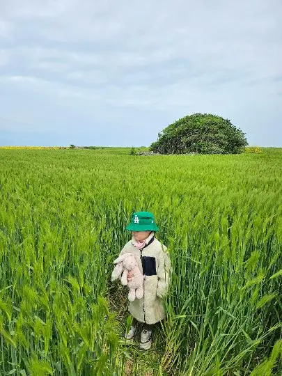 청보리가 무르익어 갈 때면 <가파도 올레길 10-1코스> 