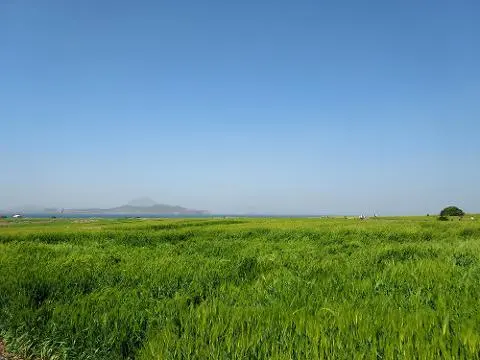청보리가 무르익어 갈 때면 <가파도 올레길 10-1코스> 