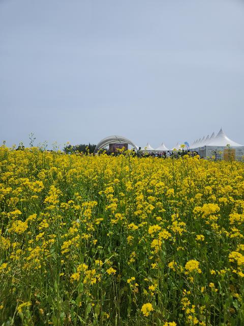 [5(Oh!)my jeju 캠페인 이벤트-축제·행사편] 제주 축제행사를 칭찬해