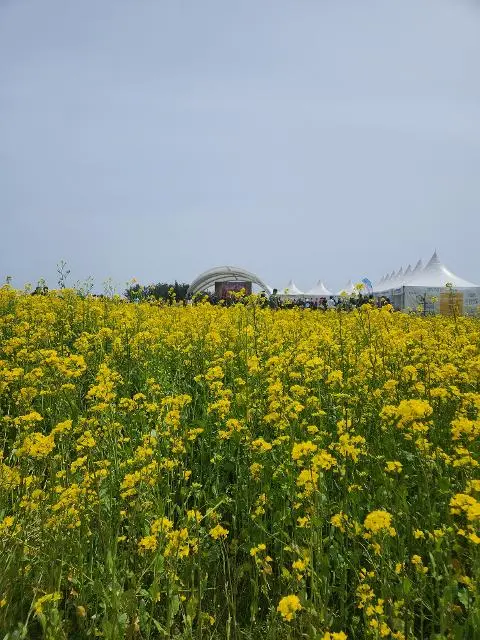 [5(Oh!)my jeju 캠페인 이벤트-축제·행사편] 제주 축제행사를 칭찬해