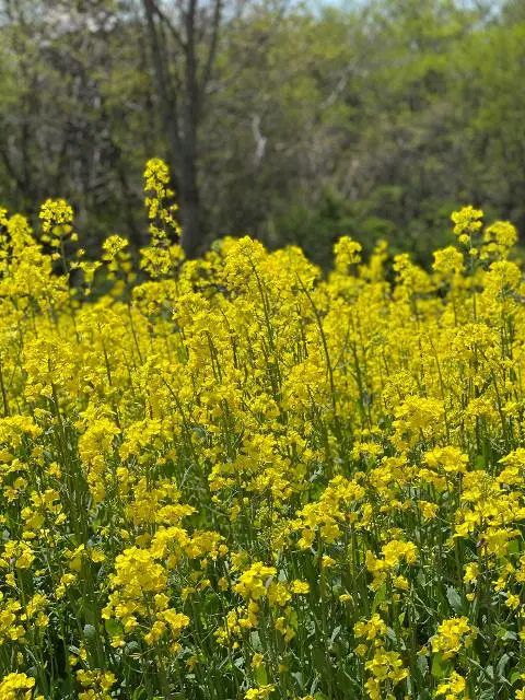 [5(Oh!)my jeju 캠페인 이벤트-축제·행사편] 제주 축제행사를 칭찬해