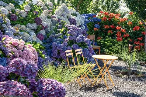 Dabdani Hydrangea Field 대표이미지