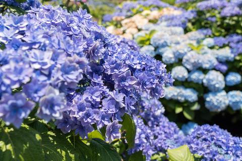 It's Hydrangea Season in Jeju <Finding the Best Hydrangea Spots that Color Jeju's Summer> 대표이미지