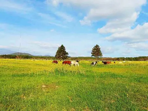 가시리조랑말체험공원