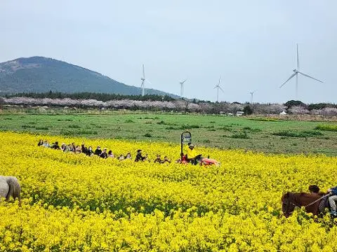 가시리조랑말체험공원
