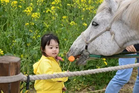 가시리조랑말체험공원 리뷰사진4