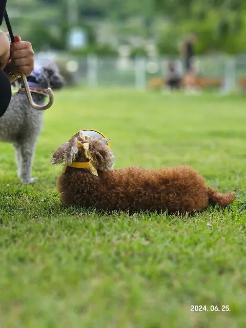 [5(Oh!)my jeju 캠페인 이벤트-축제·행사편] 제주 축제행사를 칭찬해