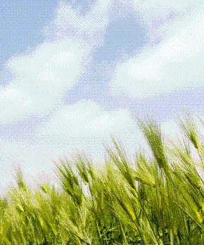 [5(Oh!)my jeju 캠페인 이벤트-축제·행사편] 제주 축제행사를 칭찬해