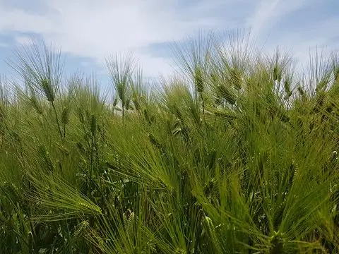 [5(Oh!)my jeju 캠페인 이벤트-축제·행사편] 제주 축제행사를 칭찬해