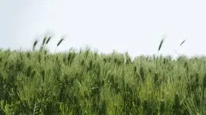 [5(Oh!)my jeju 캠페인 이벤트-축제·행사편] 제주 축제행사를 칭찬해