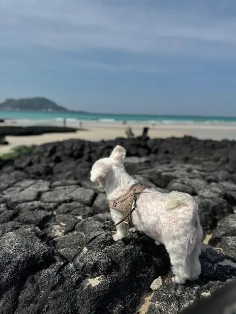 [5(Oh!)my jeju 캠페인 이벤트-축제·행사편] 제주 축제행사를 칭찬해