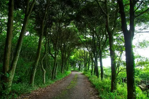 Thunberg’s Bay-tree Road 대표이미지