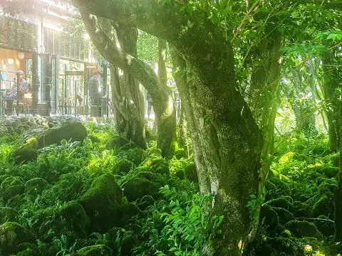 Cafe Ikki 대표이미지