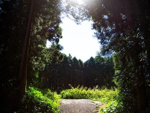 Secret Forest 대표이미지