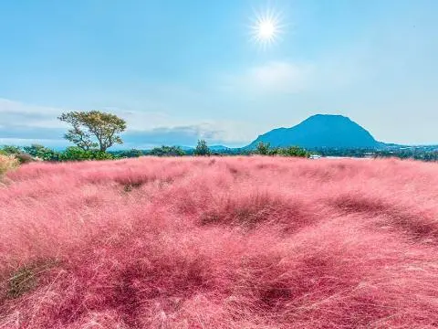 Manor Blanc 대표이미지