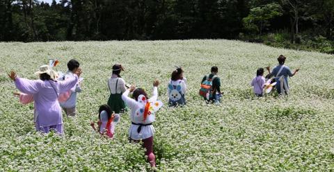 Jeju Buckwheat Festival 대표이미지