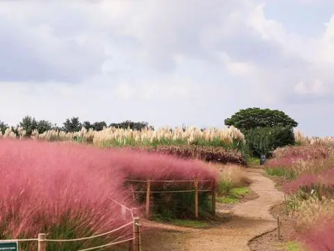 Camellia Hill 대표이미지